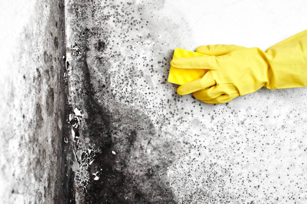 Best Commercial Mold Remediation in Lake Lakengren, OH