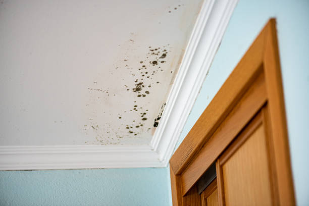 Best Commercial Mold Remediation in Lake Lakengren, OH