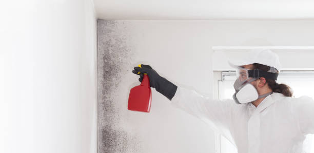 Best Emergency Mold Remediation in Lake Lakengren, OH