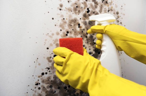 Best Industrial Mold Remediation in Lake Lakengren, OH