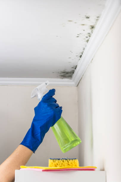 Best Attic Mold Remediation in Lake Lakengren, OH